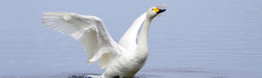 栗原食肉株式会社代表取締役からのご挨拶
